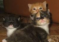 Котята рыжик, ч/б мальчик и трехцветная девочка Москва