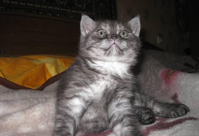 Котята скотиш-фолд и скотиш-страйт Смоленск