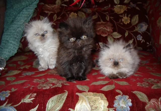Персидские котята -фото наших котят Санкт-Петербург