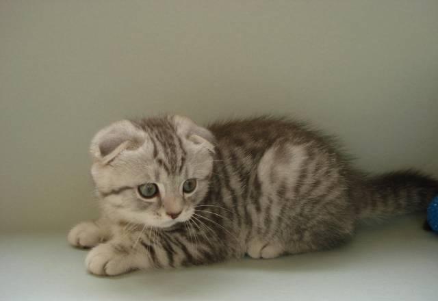 Вислоухий котик Санкт-Петербург