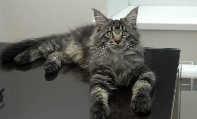 Котята породы мейн-кун Тольятти