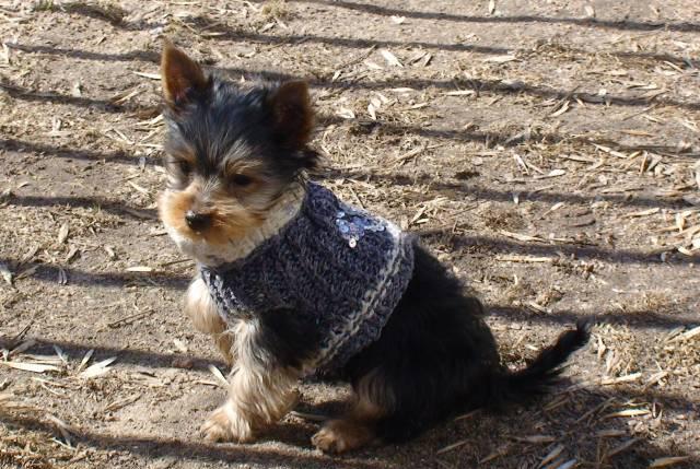Йоркширкий терьер Москва