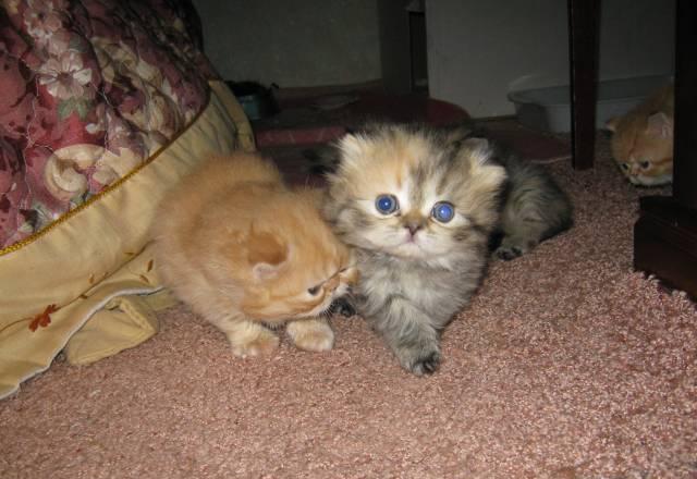 Котята Орел
