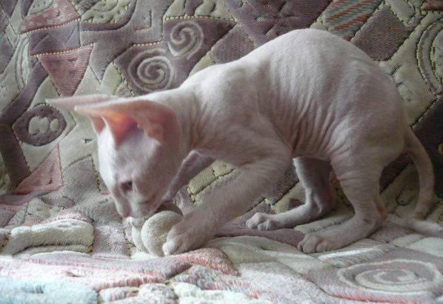 Котенок сфинкс Казань