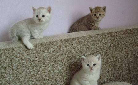 Британские котята Уфа