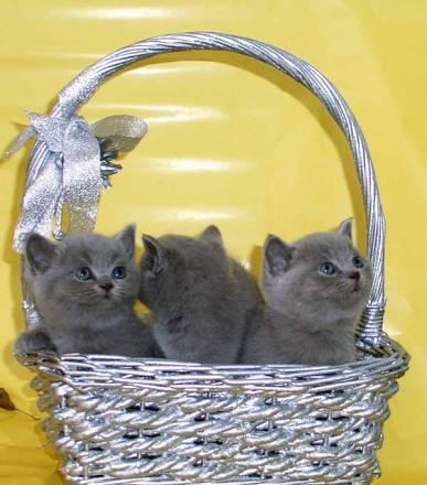 Британские чудо котята Москва