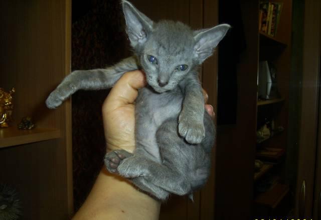 Сфинкс брашевый.Короткошёрстный.Котята Санкт-Петербург