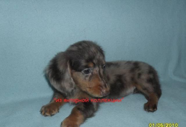 Такса д/Ш кроличья редкого кофейно-мраморного окра Москва