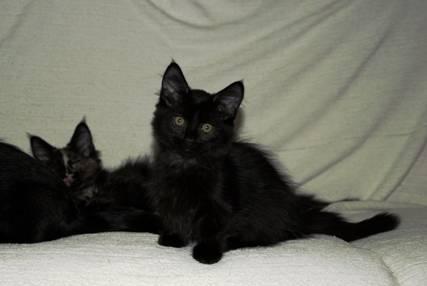 Коротколапые котятки таксики Москва