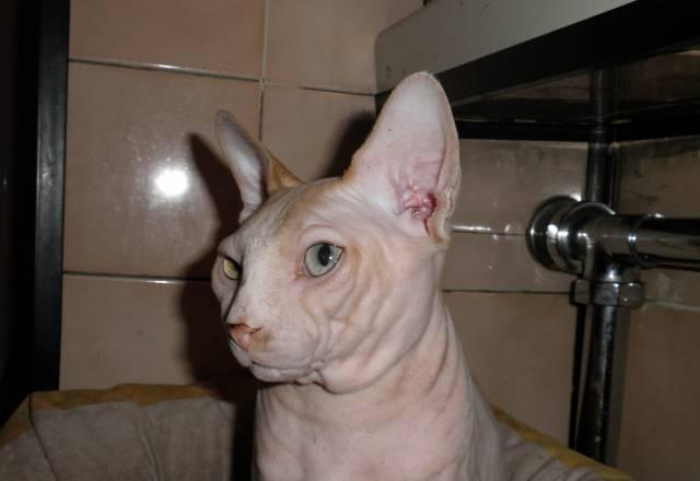 Котик вязка Москва