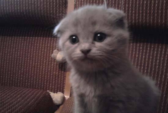 Вислоухие котята Оренбург