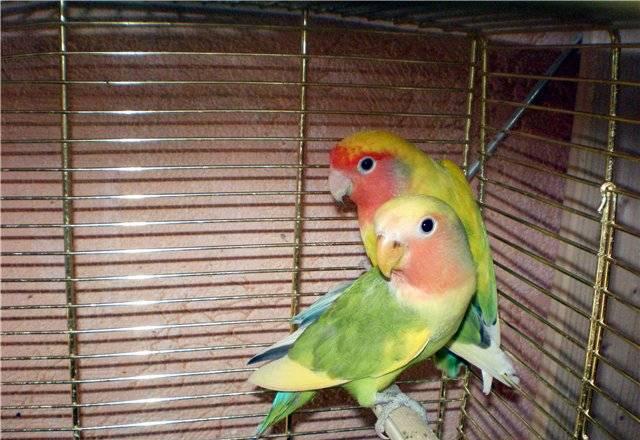 Розовощекие неразлучники,птенцы Москва