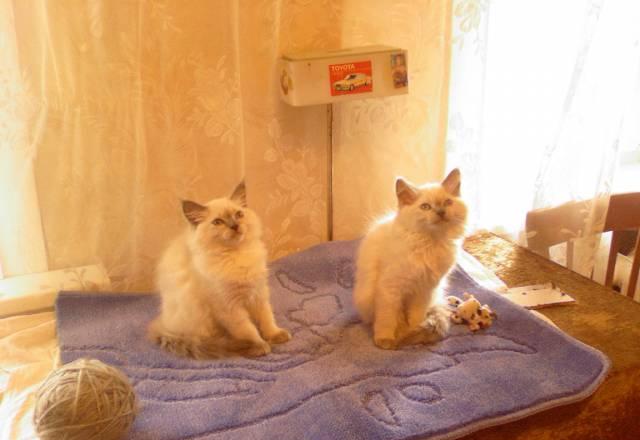 Невские маскарадные котята Москва