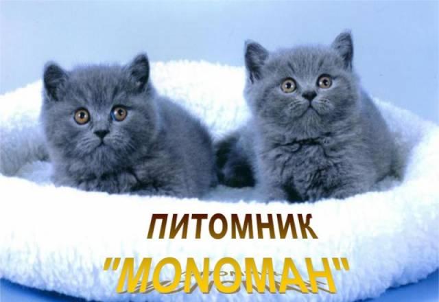 Британские и шотландские вислоухие котята Калининград