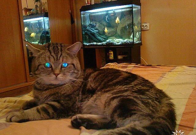 Британские котята Москва