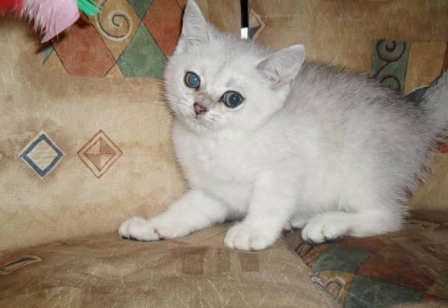 Затушованная  шиншила котик зеленоглазый Москва