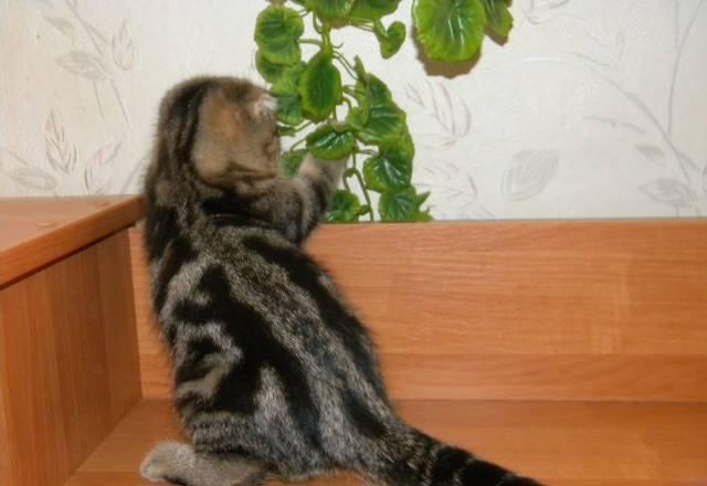 Шотландская вислоухая кошечка Москва
