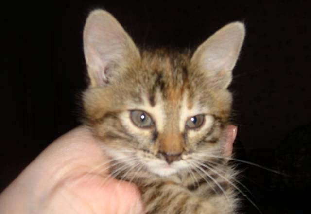 Милые кошечки1,5 мес Нижний Новгород