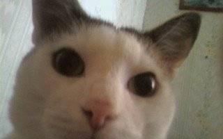 Кому доброго кота Москва