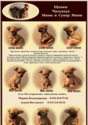 Продажа щенков Чихуахуа супер-мини Москва