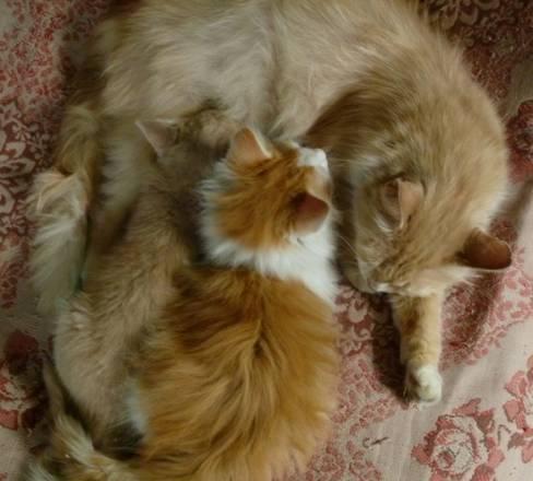 Котята в добрые руки Санкт-Петербург