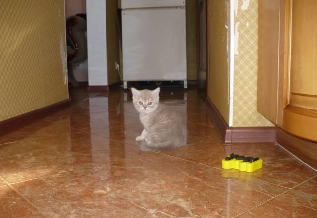 Шотландские котята Москва
