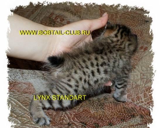 Котята Курильский бобтейл Иркутск