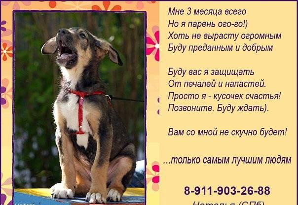 Позитивный щенок ищет дом Санкт-Петербург
