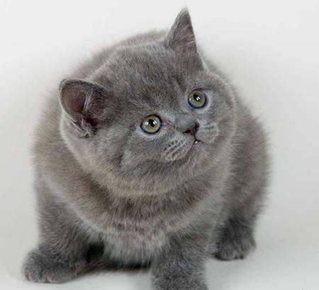 Элитные британские котята Москва