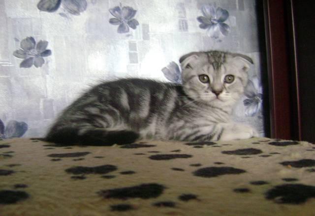 Шотландские котята фолд и страйт Москва