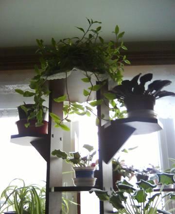 Этажерка для цветов Москва