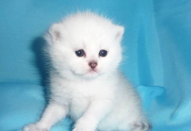 Элтные британские котята . Серебряная шиншилла Тюмень