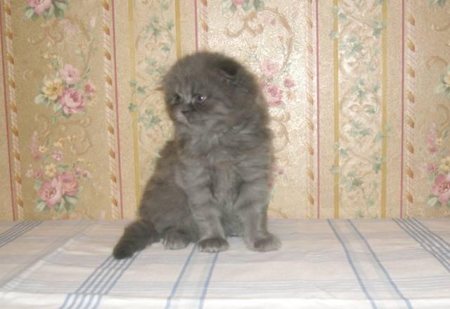 Британские и шотландские котята разл.окрасов Сергиев Посад