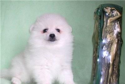 Весенний цветочек Москва