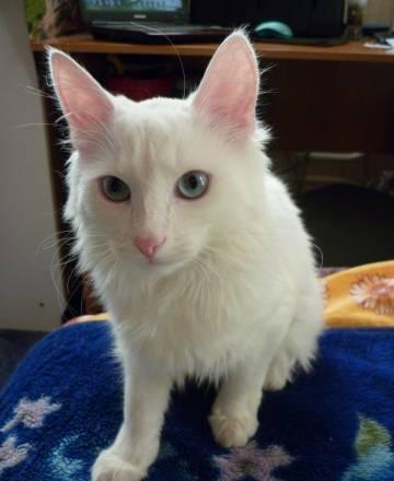 Котик ищет кошечку Москва