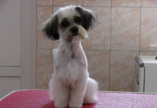 Стрижки собак и кошек в Краснодаре Краснодар