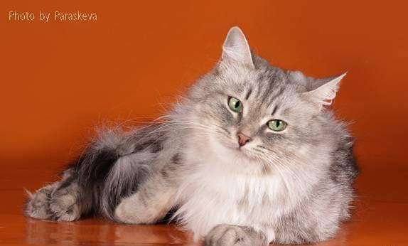 Сибирские котята Санкт-Петербург