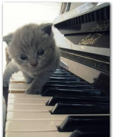 Голубые котята Москва