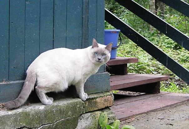 Вязка с Тайским котом Санкт-Петербург
