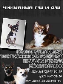 Чихуахуа опытные кобели г/ш и д/ш для вязок Санкт-Петербург