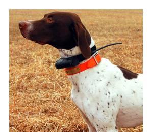 Ошейник навигатор DC30 для  Astro 220 Санкт-Петербург