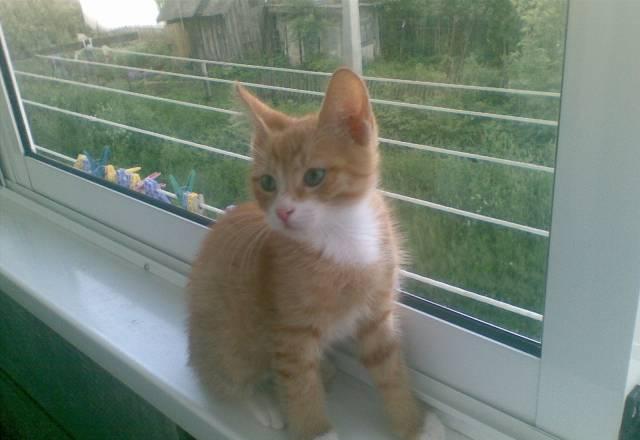 Котята Воскресенск