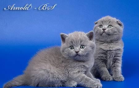 Шотландские вислоухие котята Москва