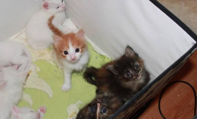 6 котят метисов ангорской породы Москва