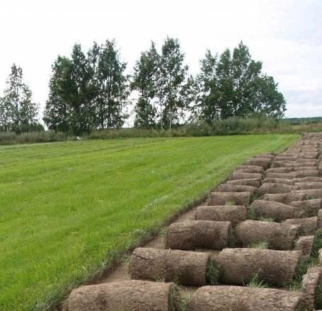 Газон в рулонах Москва