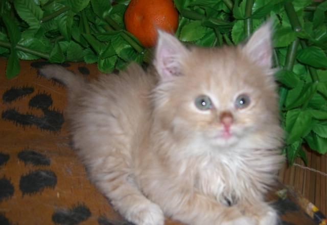 Котенок в добрые руки Москва