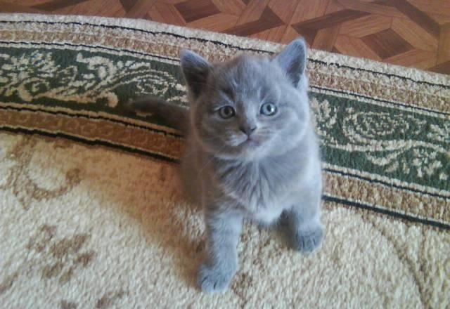 Британские и шотландские вислоухие котята в Бердск Новосибирск
