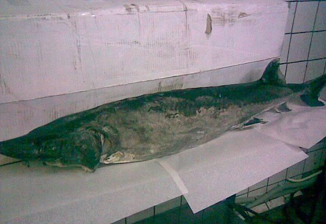 Осетр с/М псг Москва