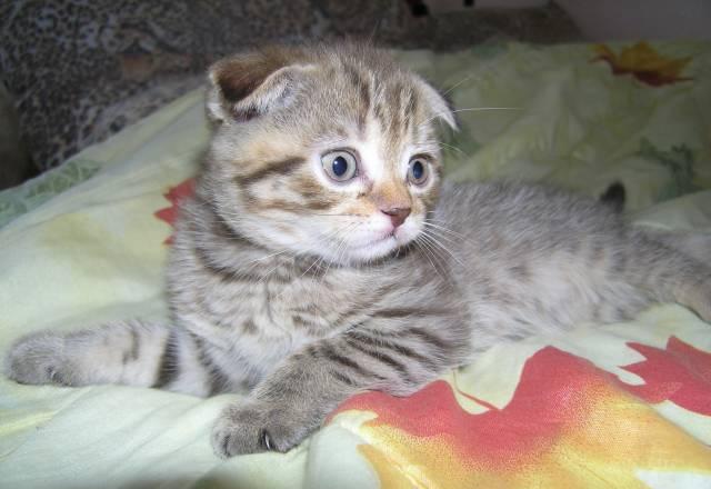 Котята Челябинск