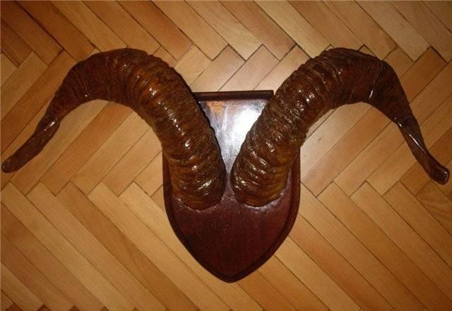 Рога барана Москва